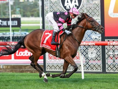 Adelaide Cup an Option for Starcaster Image 1